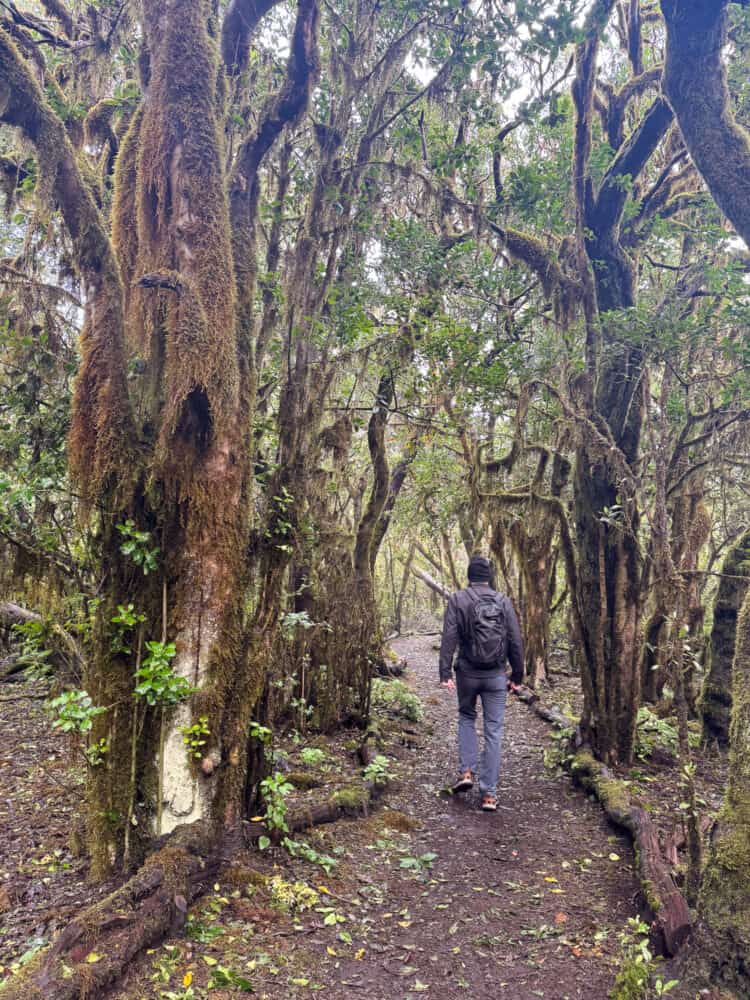 Walking through the forest in Parque Nacional de Garajonay in La Gomera, Canary Islands. 