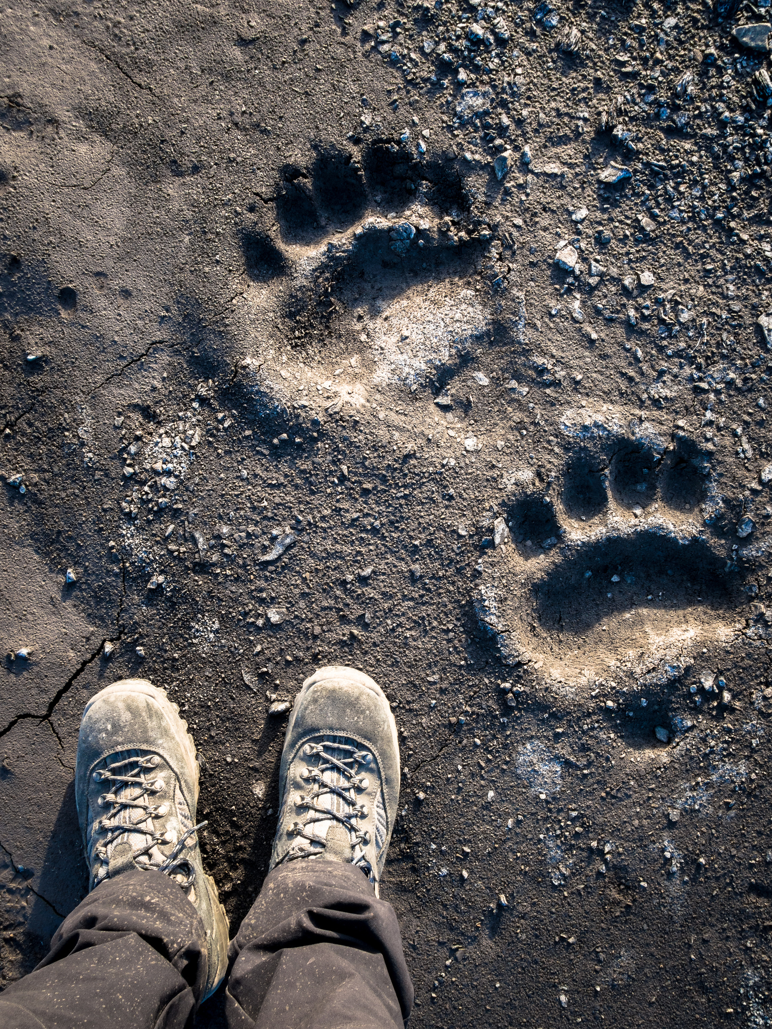 svalbard expedition cruise - Svalbard Wildlife