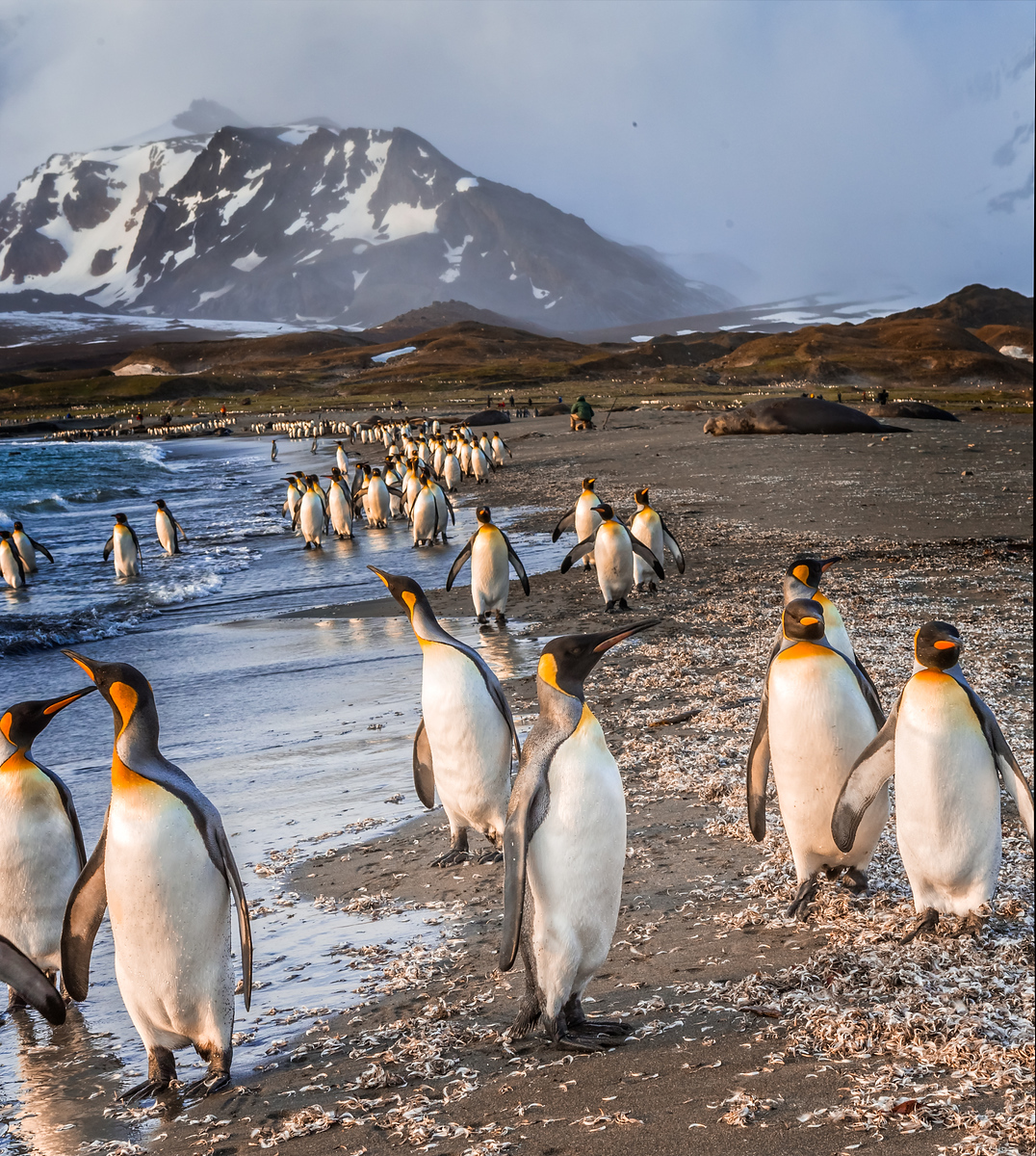 Antarctic expedition cruise - Polar Regions