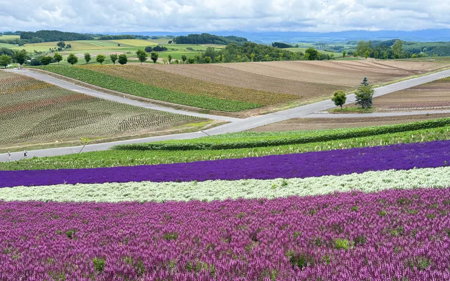 Panoramic Flower Gardens Shikisai-no-oka in Hokkaido in summer.