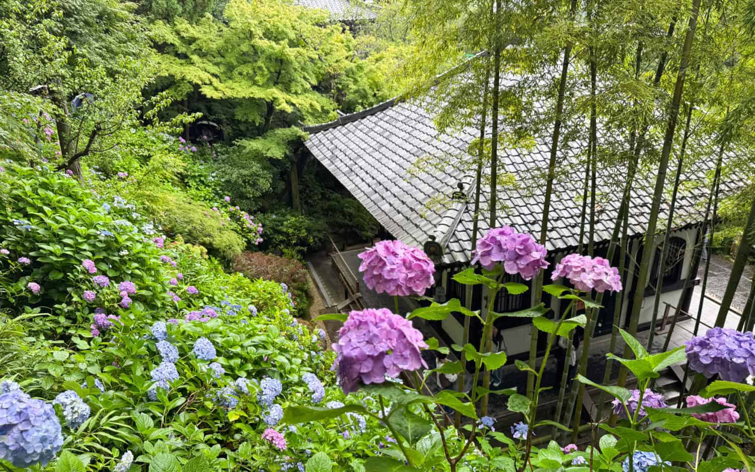 Hydrangeas and bamboo at Hase-dera temple in Kamakura, Japan.