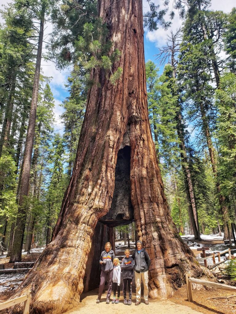 family standing in sequoia tree mariposa grove yosemite