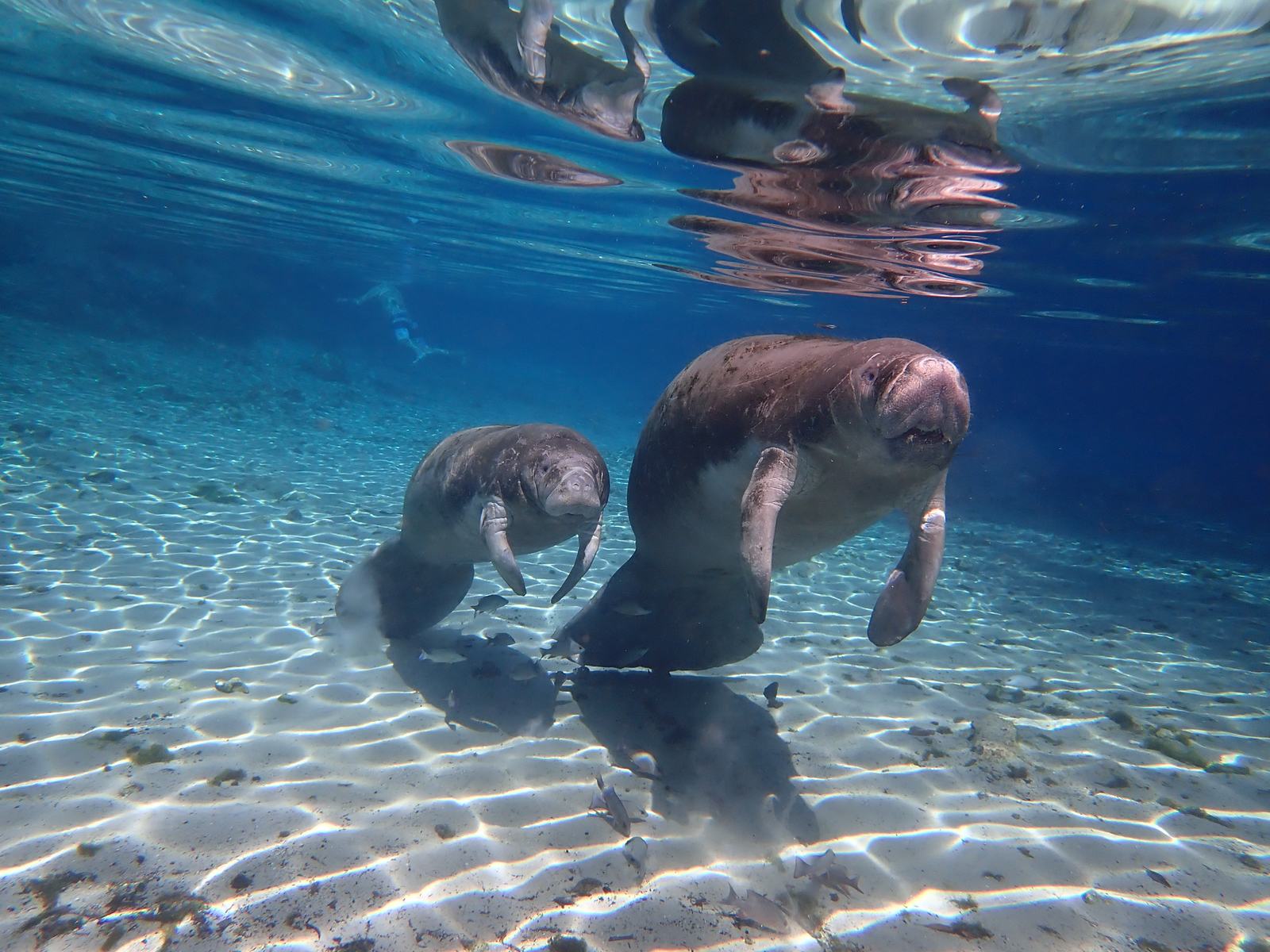 weekend in Orlando - Swim with Wild Manatees at Crystal River