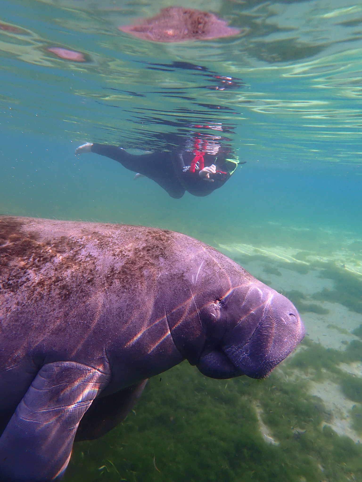 What to do in Orlando for a weekend - Swim with Wild Manatees at Crystal River