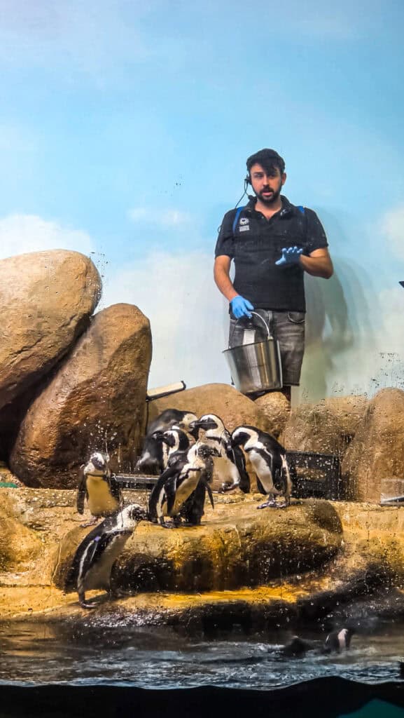 penguins at california academy of sciences san francisco