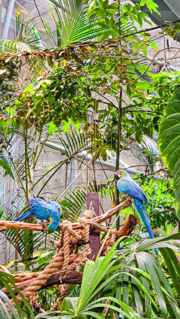 parrots in rainforest t california academy of sciences san francisco