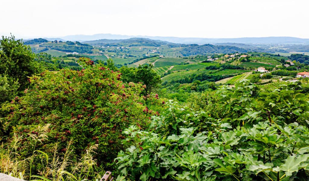 view over vineyards at Goriška Brda 