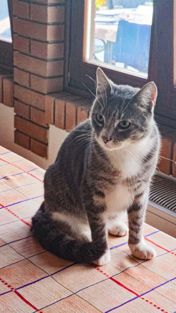 grey cat