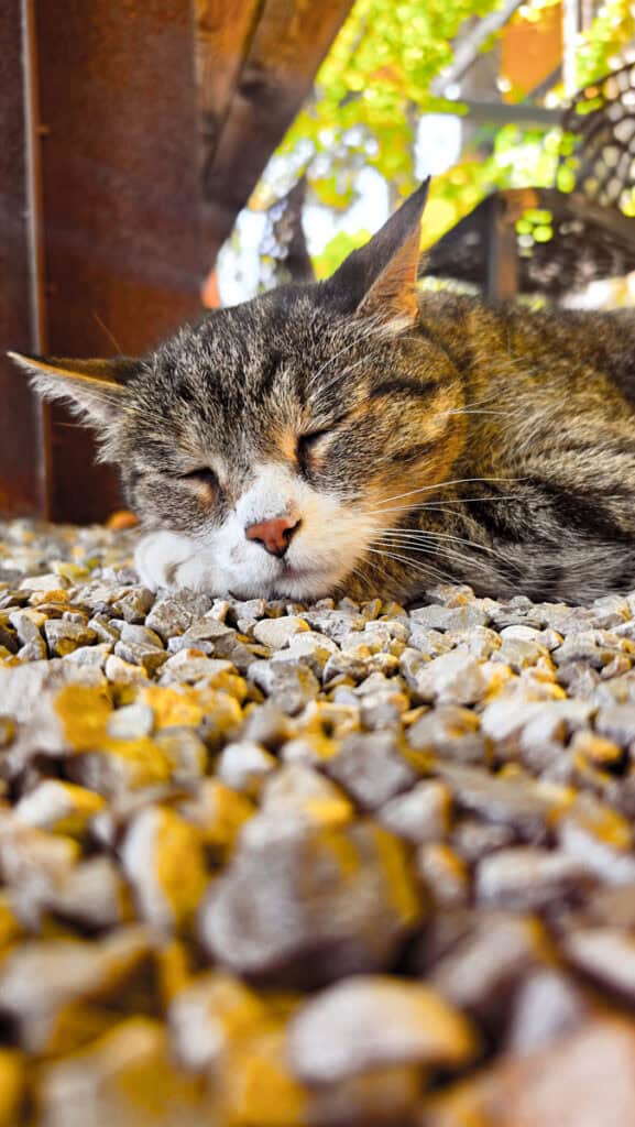 cat lyin gon pebbles