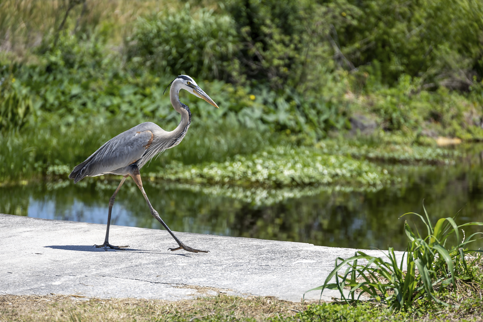 3 days in Orlando - Lake Apopka Wildlife Drive