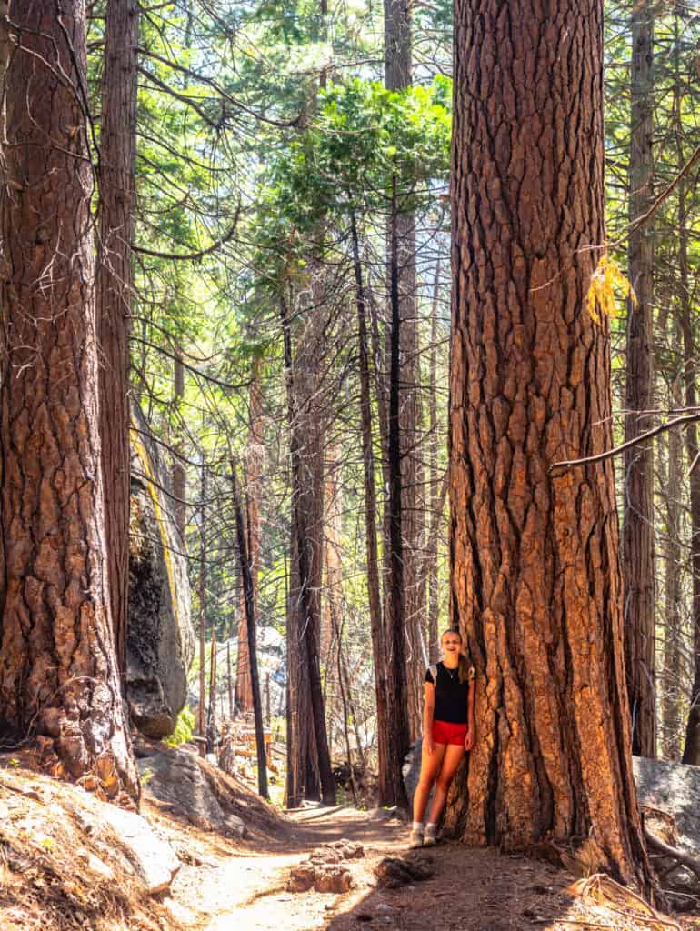 girl posing beside sequoia tree