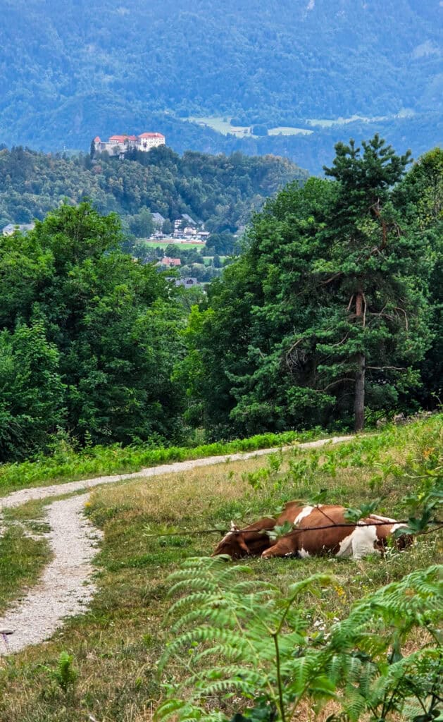 cows in pasture with bled castle in background