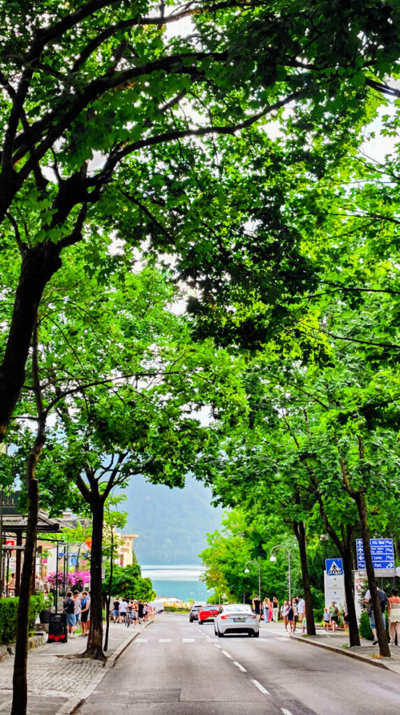 foliage covered street lake bled