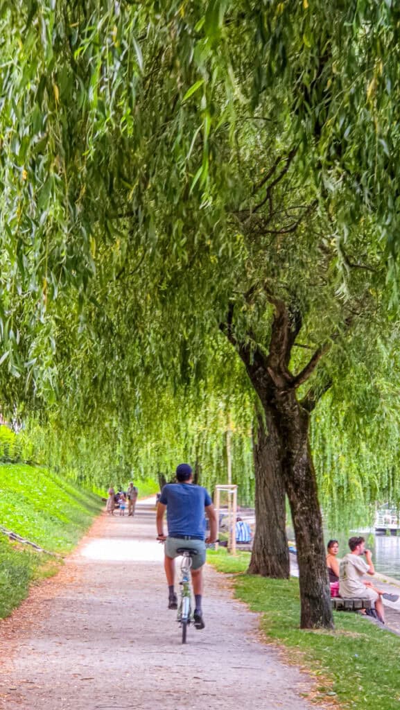 ma on bike under willow tree beside the Ljubljana river