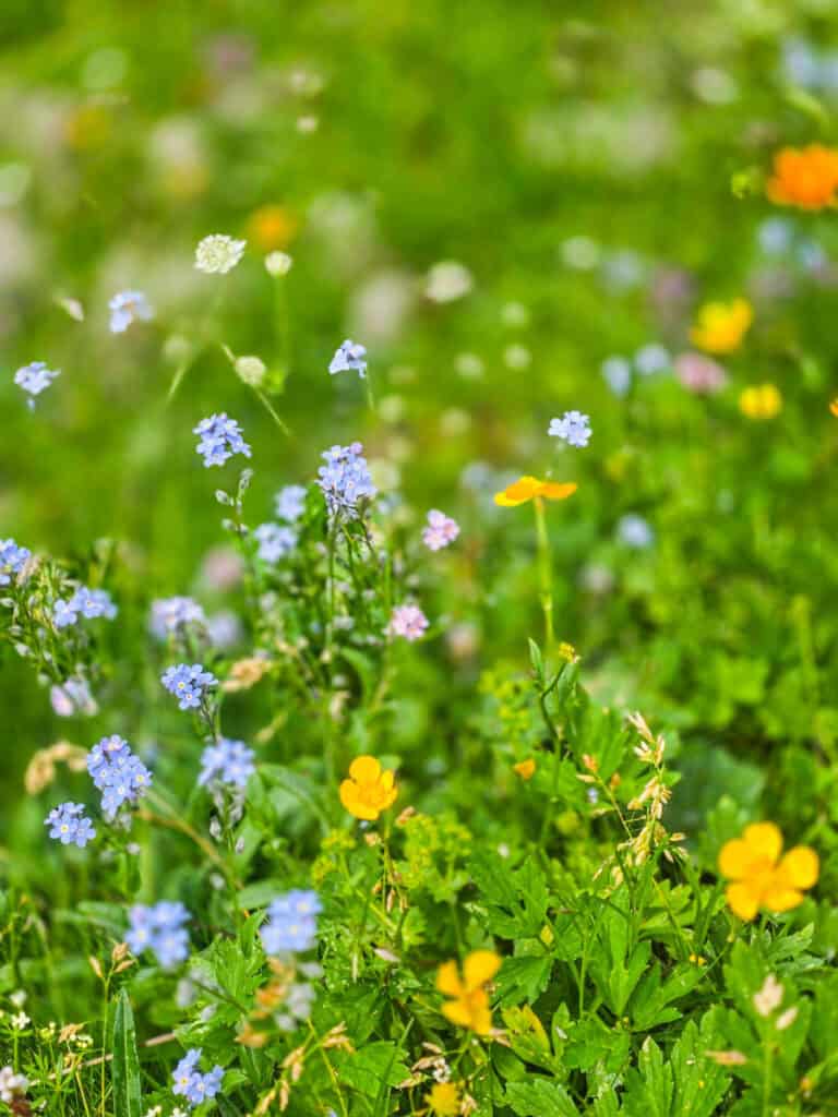 wildflowers on mt triglav hike