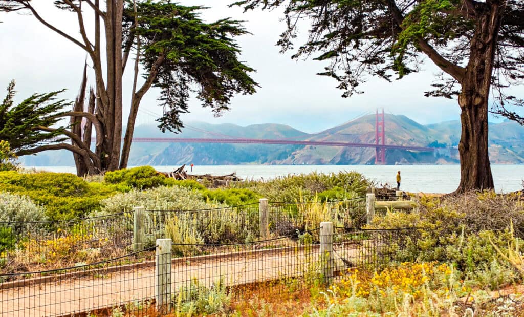 golden gate bridge appearing between trees from the bay