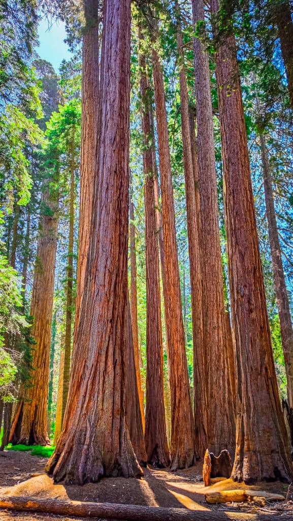 sequoia trees at sequoia np