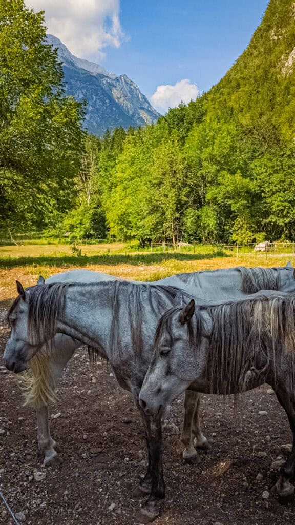 horses at Pristava Lepena
