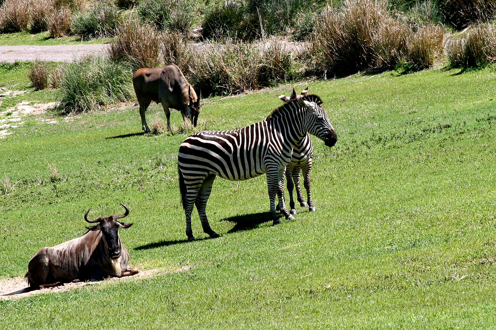 What to do in Orlando for a weekend - Wild Florida's Safari Park